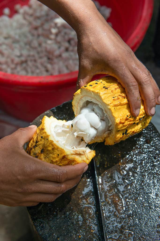 A cacao husk