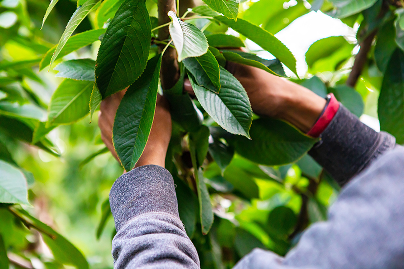 Picking sweet raw cherries in an orchard