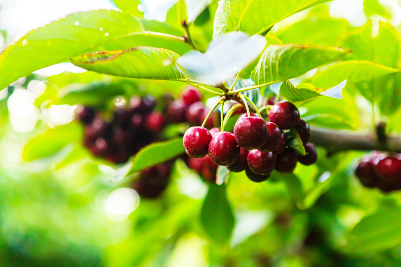 Juicy lapins cherries ready for harvest season