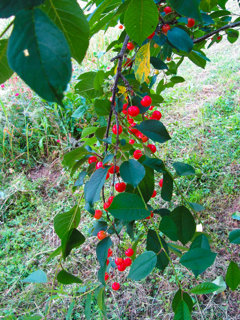 Red Montmorency cherries on tree in cherry orchard