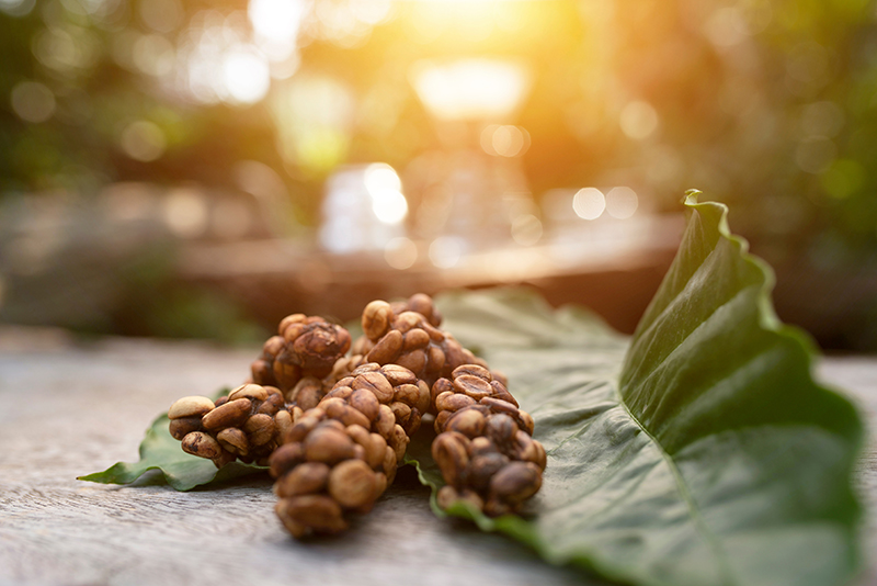 Kopi luwak or civet coffee from Bali, Indonesia